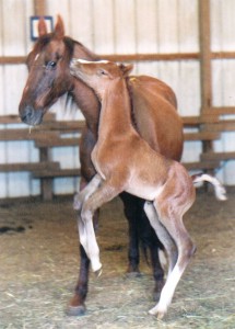 Ransom_foal_2B