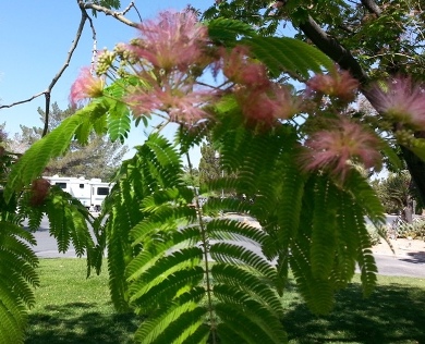 mimosa